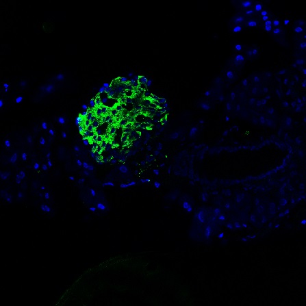Mouse Pancreas (C57BL/6 strain) fixed in 4% PFA for 2 hours at RT, then transferred to 30% sucrose overnight at 4°C before embedding in OCT mounting medium. Treated with TBS containing 5% goat serum and 0.3% Triton X-100, to block unspecific binding sites and permeabilize cell membranes, for 30min at RT. Antibody (bs-0056R-FITC) diluted at 1:100 in TBS containing 2% goat serum applied and incubated overnight at 4°C. Rinse sections in TBS 2x5min on a shaker, mount section with vectorshield (with DAPI), then cover them with coverslips and seal the edge of the coverslip on the slide with nail polish. This image was kindly submitted by an end-user from the National Children's Research Centre, Our Lady's Children's Hospital, Dublin, Ireland.