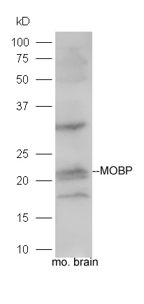 Lane 1: Mouse Brain lysate; Probed with MOBP Polyclonal Antibody, Unconjugated (bs-11184R) at 1:300 overnight at 4˚C. Followed by conjugation to secondary antibody (bs-0295G-HRP) at 1:5000 for 90 min at 37˚C.