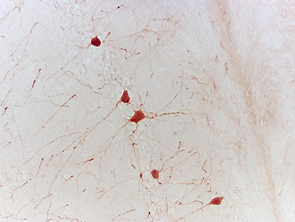 Formalin-fixed and paraffin embedded mouse hippocampus labeled with Rabbit Anti-phospho-CREB-1(Ser133) Polyclonal Antibody, Unconjugated 1:500 followed by conjugation to the secondary antibody