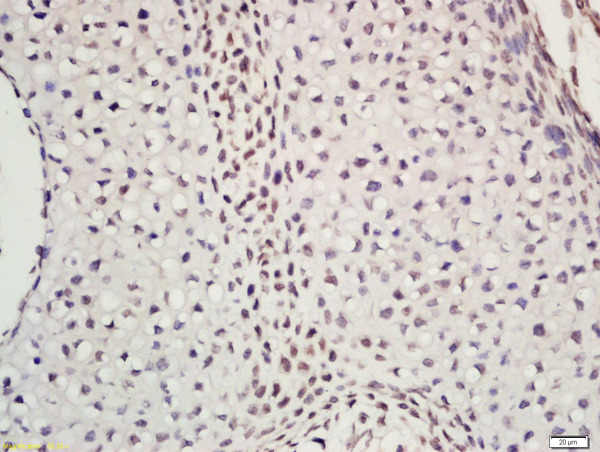 Formalin-fixed and paraffin embedded mouse embryo labeled with Rabbit Anti-POLE2 Polyclonal Antibody, Unconjugated (bs-14356R) at 1:200 followed by conjugation to the secondary antibody and DAB staining\n
