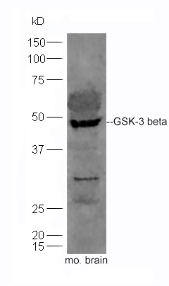 Mouse brain lysates probed with Mouse Anti-GSK-3 beta Polyclonal Antibody, Unconjugated (bs-0023M) at 1:200 overnight at 4°C. Followed by a conjugated secondary antibody (bs-0295G-HRP) at 1:3000 for 90 min at 37°C.
