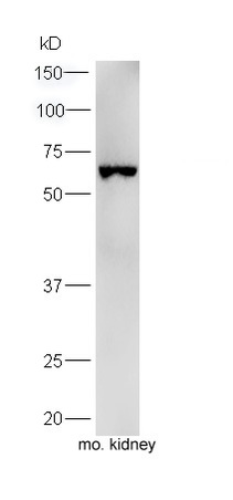 Mouse kidney lysates probed with Rabbit Anti-Uromodulin Polyclonal Antibody, Unconjugated (bs-2189R) at 1:300 overnight at 4˚C. Followed by a conjugated secondary antibody (bs-0295G-HRP) at 1:5000 for 90 min at 37˚C.