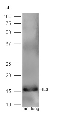 Mouse lung lysates probed with Rabbit Anti-IL-3 Polyclonal Antibody, Unconjugated (bs-2598R) at 1:300 overnight at 4˚C. Followed by a conjugated secondary antibody (bs-0295G-HRP) at 1:5000 for 90 min at 37˚C.
