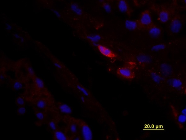 Formalin-fixed and paraffin embedded Human testis tissue labeled with unconjugated Anti-CD163/M130 Polyclonal Antibody, unconjugated (bs-2527R) at 1:100 for 40 minutes at 37°C followed by labeling Donkey Anti-Rabbit, Cy3 conjugated 1:300, 60 minutes at 37°C. DAPI nuclear stain employed. Image shows membrane staining of testicular macrophages in the interstitial compartment of the testis, while cells in the seminiferous tubules are negative.