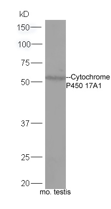 Mouse Testis lysates probed with Rabbit Anti-Cytochrome P450 17A1 Polyclonal Antibody, Unconjugated (bs-6695R) at 1:300 overnight at 4˚C. Followed by a conjugated secondary antibody (bs-0295G-HRP) at 1:5000 for 90 min at 37˚C.