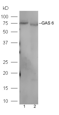 Lane 1: Mouse liver lysates Lane 2: Mouse kidney lysates probed with Rabbit Anti-GAS 6 Polyclonal Antibody, Unconjugated (bs-7549R) at 1:300 overnight at 4˚C. Followed by a conjugated secondary antibody (bs-0295G-HRP) at 1:5000 for 90 min at 37˚C.