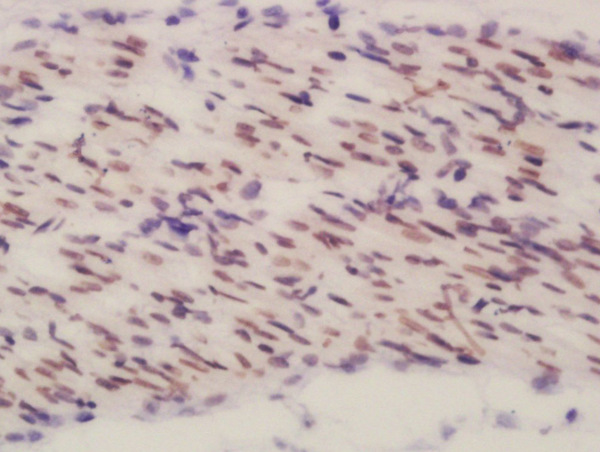 Formalin-fixed and paraffin embedded mouse embryo labeled with Rabbit Anti-BEND3 Polyclonal Antibody, Unconjugated (bs-8437R) at 1:200 followed by conjugation to the secondary antibody and DAB staining\n