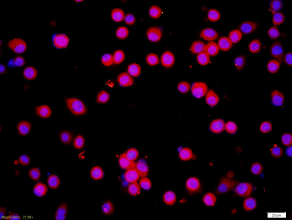 BxPC-3 Cells (Human pancreas adenocarcinoma) were fixed with 4% PFA (10min at room temperature). The cells were then incubated in 10% goat serum to block non-specific protein-protein interactions for 20 min at 37°C. Then the cells were probed with ICMT Polyclonal Antibody, Unconjugated (bs-8019R) at 1:200 for 60 minutes at room temperature followed by incubation with a Goat Anti-Rabbit IgG, Cy5 Conjugated (bs-0295G-Cy5) secondary antibody at a 1:200 dilution for 40 minutes at 37°C. DAPI (5ug/ml; blue) was used to stain the cell nuclei.