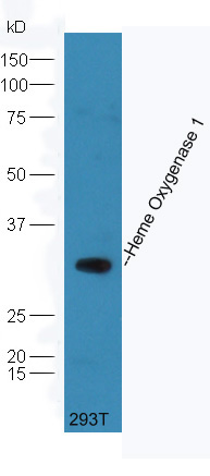 293T cell lysate probed (bs-2075R) at 1:300 overnight in 4˚C. Followed by conjugation to the secondary antibody (bs-0295G-HRP) at 1:5000 90min in 37˚C. \n