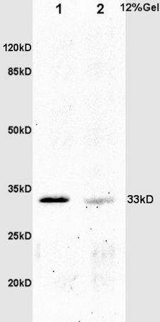 L1 mouse embryo lysates L2 mouse intestine lysates probed with Anti phospho-Crkl(Tyr251) Polyclonal Antibody, Unconjugated (bs-3738R) at 1:200 overnight at 4˚C. Followed by conjugation to secondary antibody (bs-0295G-HRP) at 1:3000 for 90 min at 37˚C. Predicted band 33kD. Observed band size:33kD.\\n