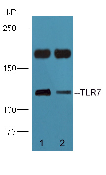 lane 1: Mouse brain; Lane 2: Mouse spleen lysates probed with Rabbit Anti-TLR7 Polyclonal Antibody (bs-6601R) at 1:300 overnight in 4˚C. Followed by conjugation to the secondary antibody (bs-0295G-HRP) at 1:5000 90min in 37˚C