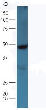 Mouse kidney lysates probed with (bs-00265R) at 1:300 overnight in 4°C. Followed by conjugation to the secondary antibody (bs-0295G-HRP) at 1:5000 90min in 37°C.