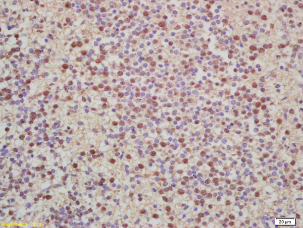 Formalin-fixed and paraffin embedded mouse embryo labeled with Anti-Histone H2A Polyclonal Antibody (bs-3779R), Unconjugated 1:200 followed by conjugation to the secondary antibody (bs-0295G-HRP) and DAB staining.