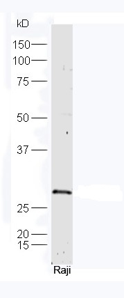 Raji cell lysates probed with Rabbit Anti-Lin-28 Polyclonal Antibody, Unconjugated (bs-6446R) at 1:300 in 4˚C. Followed by conjugation to secondary antibody (bs-0295G-HRP) at 1:5000 90min in 37˚C.