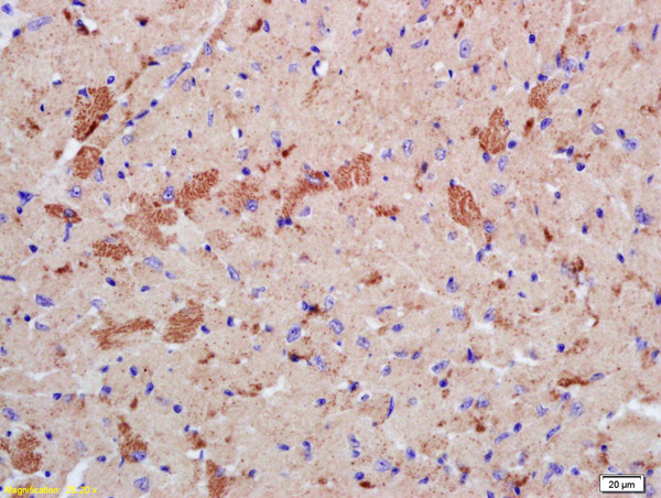 Formalin-fixed and paraffin embedded mouse heart labeled with Rabbit Anti phospho-LATS2 (Ser83) Polyclonal Antibody, Unconjugated (bs-4082R) at 1:200 followed by conjugation to the secondary antibody and DAB staining