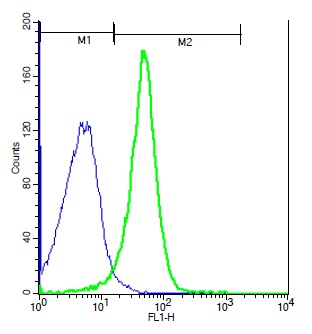 Mouse splenocytes probed with Rabbit Anti-NFAM1 Polyclonal Antibody, Unconjugated (bs-2680R) (green) at 1:100 for 40 minutes followed by a FITC conjugated secondary compared to control cells (blue). Mouse splenocytes probed with Rabbit Anti-NFAM1 Polyclonal Antibody, Unconjugated (bs-2680R) (green) at 1:100 for 40 minutes followed by a FITC conjugated secondary compared to control cells (blue).