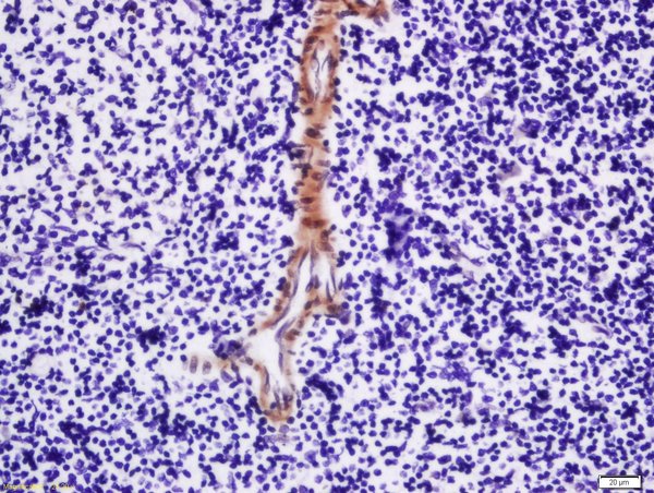 Formalin-fixed and paraffin embedded rat spleen tissue labeled with Rabbit Anti-MPL Polyclonal Antibody, Unconjugated (bs-10362R) at 1:200 followed by conjugation to the secondary antibody and DAB staining