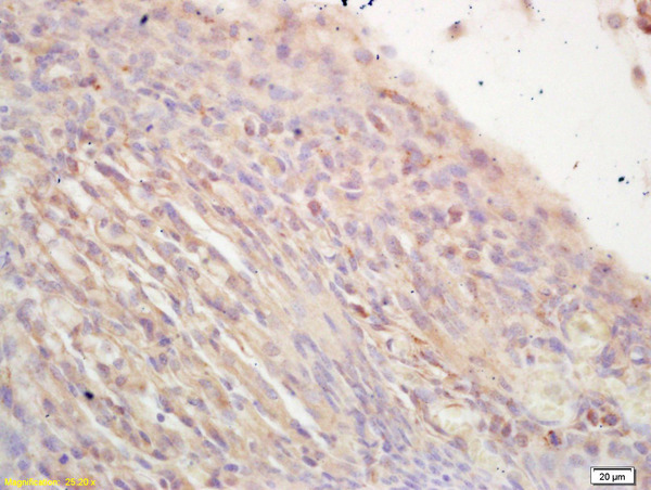 Formalin-fixed and paraffin embedded mouse embryo labeled with Rabbit Anti NR2C2/TAK1 Polyclonal Antibody, Unconjugated (bs-4636R) at 1:200 followed by conjugation to the secondary antibody and DAB staining