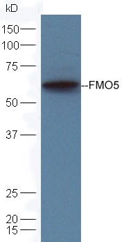 Mouse liver lysates probed with Rabbit Anti-FMO5 Polyclonal Antibody (bs-13187R) at 1:300 overnight in 4˚C. Followed by conjugation to the secondary antibody (bs-0295G-HRP) at 1:5000 90min in 37˚C.