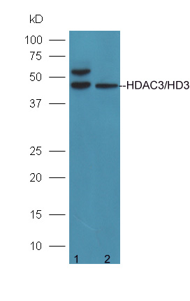 Lane 1: 293T cells; Lane 2: A431 cell lysates probed with Anti-HDAC3/HD3 Polyclonal Antibody (bs-10024R) at 1:300 overnight in 4˚C. Followed by conjugation to the secondary antibody (bs-0295G-HRP) at 1:5000 90min in 37˚C.