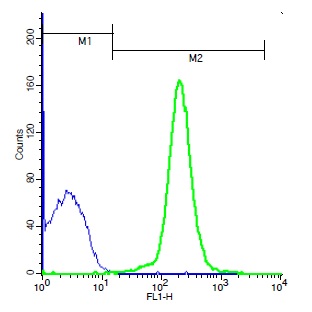 Mouse thymocytes probed with Rabbit Anti-LSP1 (Ser204) Polyclonal Antibody, Unconjugated (bs-5155R) (green) at 1:100 for 40 minutes followed by a FITC conjugated secondary compared to control cells (blue).