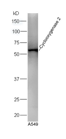 Human A549 lysates probed with Rabbit Anti-Cyclooxygenase 2 Polyclonal Antibody, Unconjugated (bs-0732R) at 1:300 overnight at 4˚C. Followed by a conjugated secondary antibody (bs-0295G-HRP) at 1:5000 for 90 min at 37˚C.