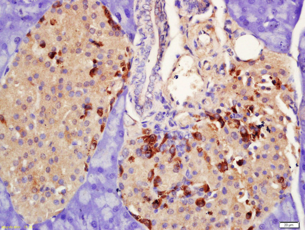 Formalin-fixed and paraffin embedded rat pancreas labeled with Rabbit Anti-PRLR Polyclonal Antibody, Unconjugated (bs-6445R) at 1:200 followed by conjugation to the secondary antibody and DAB staining