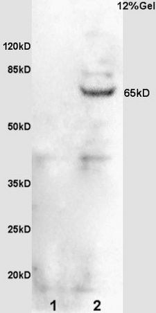 L1 rat brain lysates L2 mouse embryo lysates probed with Anti phospho-Cdc25B (Ser323) Polyclonal Antibody, Unconjugated (bs-2545R) at 1:200 overnight at 4˚C. Followed by conjugation to secondary antibody (bs-0295G-HRP) at 1:3000 for 90 min at 37˚C. Predicted band 65kD. Observed band size:65kD.\n