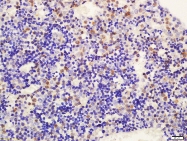 Formalin-fixed and paraffin embedded mouse embryo labeled with Rabbit Anti-Delta 4 Polyclonal Antibody, Unconjugated (bs-6044R) at 1:200 followed by conjugation to the secondary antibody and DAB staining