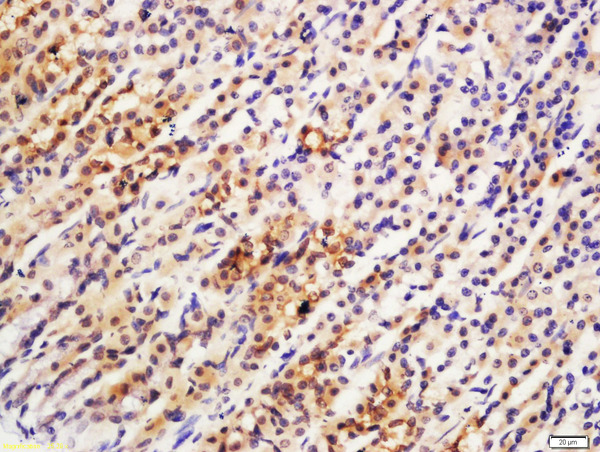 Formalin-fixed and paraffin embedded mouse stomach labeled with Rabbit Anti-ARL11 Polyclonal Antibody, Unconjugated (bs-5987R) at 1:200 followed by conjugation to the secondary antibody and DAB staining