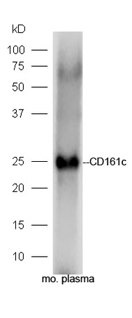 Mouse plasma probed with Rabbit Anti-CD161c Polyclonal Antibody, Unconjugated (bs-4682R) at 1:300 overnight at 4˚C. Followed by a conjugated secondary antibody (bs-0295G-HRP) at 1:5000 for 90 min at 37˚C.