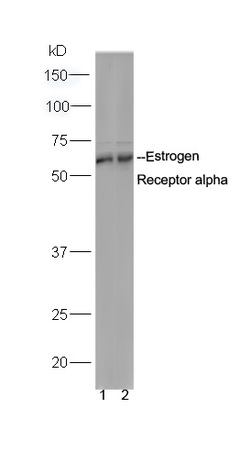 Lane 1: MCF-7 Lane 2: DU145 lysates probed with Anti-Estrogen Receptor alpha Polyclonal Antibody, Unconjugated (bs-0122R) at 1:300 in 4˚C. Followed by conjugation to secondary antibody (bs-0295G-HRP) at 1:5000 90min in 37˚C.