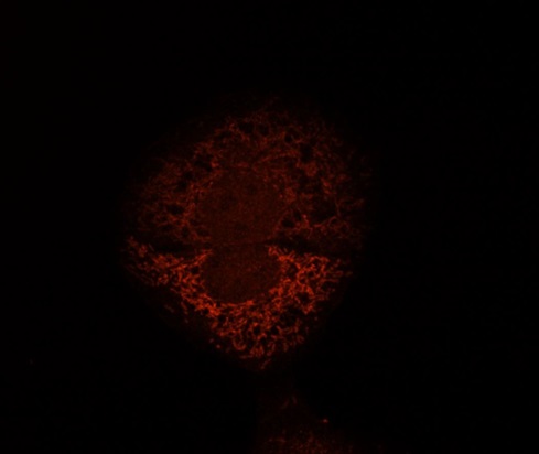 Human HepG2 cells fixed with 3.7% Formaldehyde in medium, blocking performed with 10% NGS in 1x PBS buffer + 0.1% Tween20. Incubated with Anti-Mitofilin/IMMT Polyclonal Antibody (bs-1824R) at a 1:10 dilution for 1hr at RT, followed by Anti-Rabbit secondary, Cy3 conjugate at a 1:300 dilution incubated at RT for 1hr. This image was kindly provided by an end-user.