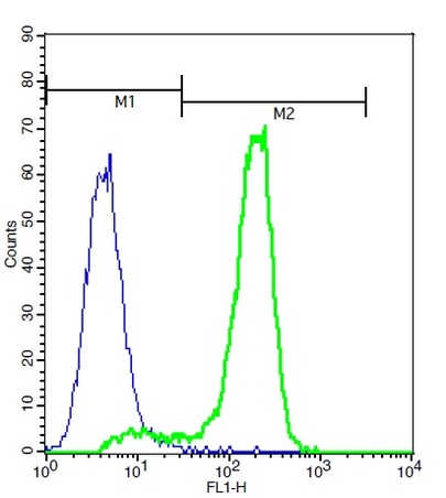 A549 cells probed with Rabbit Anti-MCSF Polyclonal Antibody (bs-4910R) at 1:50 for 60 minutes followed by incubation with Goat Anti-Rabbit IgG FITC conjugated secondary (bs-0295G-FITC) at 1:100 (green) for 40 minutes compared to control cells (blue).