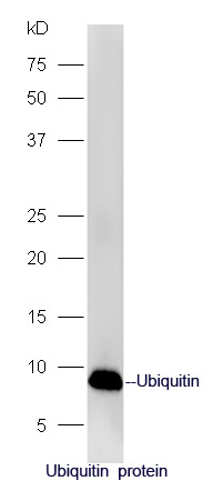Ubiquitin protein probed with Rabbit Anti-Ubiquitin Polyclonal Antibody, Unconjugated (bs-1549R) at 1:300 overnight at 4˚C. Followed by a conjugated secondary antibody (bs-0295G-HRP) at 1:5000 for 90 min at 37˚C.
