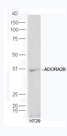 HT-29 lysates probed with Anti-ADORA2B Polyclonal Antibody, Unconjugated (bs-10791R) at 1:300 in 4˚C. Followed by conjugation to secondary antibody (bs-0295G-HRP) at 1:5000 90min in 37˚C.
