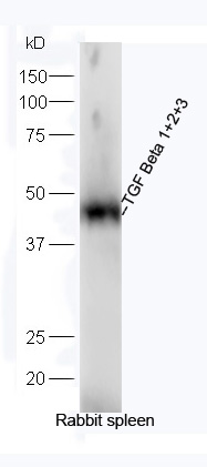 Rabbit spleen lysates probed with TGF beta 1+2+3 Polyclonal Antibody, Unconjugated (bs-4538R) at 1:300 overnight at 4˚C. Followed by a conjugated secondary antibody (bs-0295G-HRP) at 1:5000 for 90 min at 37˚C.