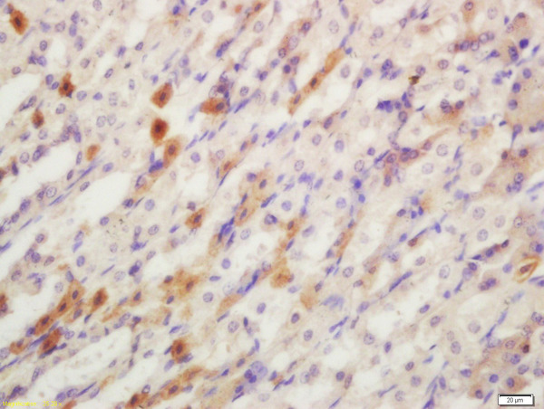 Formalin-fixed and paraffin embedded mouse stomach labeled with Rabbit Anti-YES1 Polyclonal Antibody, Unconjugated (bs-4166R) at 1:200 followed by conjugation to the secondary antibody and DAB staining\n
