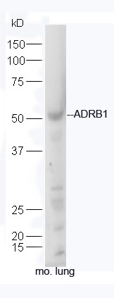 Mouse lung lysates probed with Rabbit Anti-ADRB1 Polyclonal Antibody, Unconjugated (bs-0498R) at 1:300 overnight at 4˚C. Followed by a conjugated secondary antibody (bs-0295G-HRP) at 1:5000 for 90 min at 37˚C.