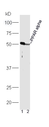 Lane 1: Mouse heart lysates Lane 2: Mouse liver lysates probed with Rabbit Anti-PPAR alpha Polyclonal Antibody, Unconjugated (bs-3614R) at 1:300 overnight at 4˚C. Followed by a conjugated secondary antibody (bs-0295G-HRP) at 1:5000 for 90 min at 37˚C.