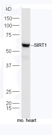 Protein: mouse heart lysate; Primary: rabbit Anti-SIRT1 (bs-0921R) at 1:300; Secondary: HRP conjugated Goat-Anti-rabbit IgG(bs-0295G-HRP) at 1: 5000; Predicted band size: 58/81 kDa Observed band size: 58 kDa