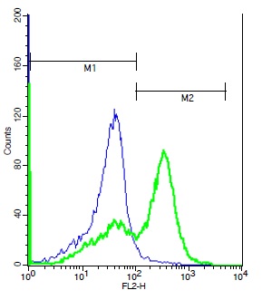Human Raji lysates probed with Rabbit Anti-GABRR1 Polyclonal Antibody, PE Conjugated (bs-12084R-PE) (green) at 1:50 for 40 minutes compared to control cells with PE isotype control (blue). Human Raji lysates probed with Rabbit Anti-GABRR1 Polyclonal Antibody, PE Conjugated (bs-12084R-PE) (green) at 1:50 for 40 minutes compared to control cells with PE isotype control (blue).