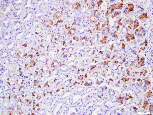 Formalin-fixed and paraffin embedded mouse stomach tissue labeled with Anti-Claudin 19 Polyclonal Antibody, Unconjugated (bs-13749R) at 1:200 followed by conjugation to the secondary antibody and DAB staining