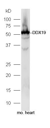 Mouse heart lysates probed with Rabbit Anti-DDX19A/B Polyclonal Antibody, Unconjugated (bs-14717R) at 1:300 in 4˚C. Followed by conjugation to secondary antibody (bs-0295G-HRP) at 1:5000 for 90min at 37˚C.