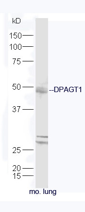 Mouse lung lysates probed with Rabbit Anti-DPAGT1 Polyclonal Antibody, Unconjugated (bs-14412R) at 1:300 in 4˚C. Followed by conjugation to secondary antibody (bs-0295G-HRP) at 1:5000 for 90min at 37˚C.