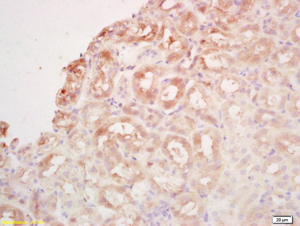 Formalin-fixed and paraffin embedded mouse kidney labeled with Rabbit Anti BCAS2 Polyclonal Antibody, Unconjugated (bs-6610R) at 1:200 followed by conjugation to the secondary antibody and DAB staining Formalin-fixed and paraffin embedded mouse kidney labeled with Rabbit Anti BCAS2 Polyclonal Antibody, Unconjugated (bs-6610R) at 1:200 followed by conjugation to the secondary antibody and DAB staining