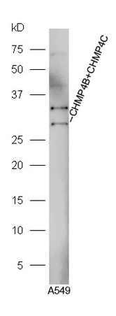 A549 cell lysates probed with Anti-CHMP4B+CHMP4C Polyclonal Antibody, Unconjugated (bs-7744R) at 1:300 in 4˚C. Followed by conjugation to secondary antibody (bs-0295G-HRP) at 1:5000 90min in 37˚C