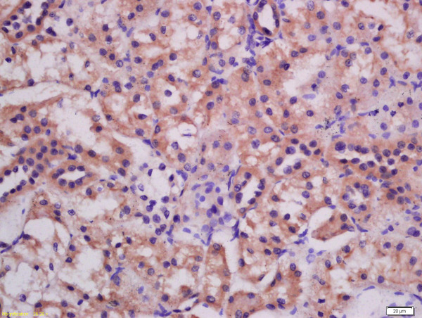 Formalin-fixed and paraffin embedded rat kidney labeled with Rabbit Anti-ATG3 Polyclonal Antibody, Unconjugated (bs-4013R) at 1:200 followed by conjugation to the secondary antibody and DAB staining\n