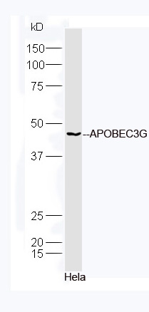 Human HeLa lysates probed with Rabbit Anti-APOBEC3G Polyclonal Antibody, Unconjugated (bs-15407R) at 1:300 overnight at 4˚C. Followed by a conjugated secondary antibody (bs-0295G-HRP) at 1:5000 for 90 min at 37˚C.