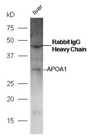 Mouse liver lysates probed with Anti-APOA1 Polyclonal Antibody, Unconjugated (bs-0849R) at 1:300 in 4˚C. Followed by conjugation to secondary antibody (bs-0295G-HRP) at 1:5000 90min in 37˚C